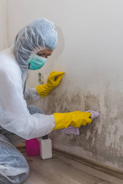 Best Black Mold Removal  in Mohave Valley, AZ
