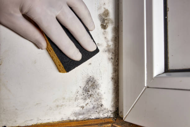 Best Attic Mold Removal  in Mohave Valley, AZ